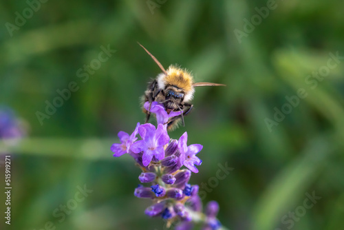The large garden bumblebee or ruderal bumblebee pollinating a flower. Pollination is an essential part of plant reproduction.