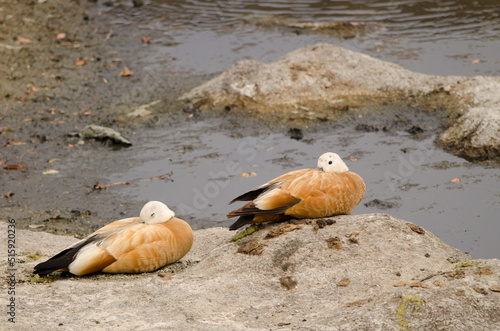 Pair of ruddy shelducks Tadorna ferruginea resting. Tecina. San Sebastian de La Gomera. La Gomera. Canary Islands. Spain. photo