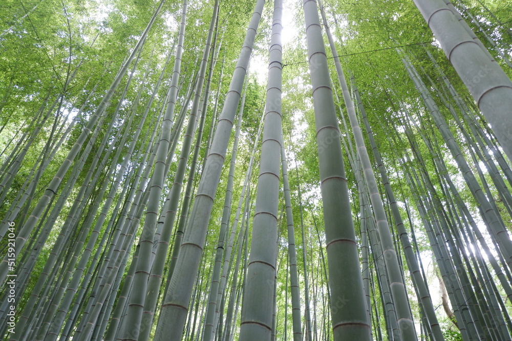 Bright bamboo groves from the bottom Bright bamboo groves from the bottom