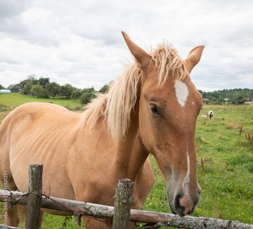 A beautiful red horse with a white spot on its forehead grazes in a meadow. Walking a horse. Close-up.