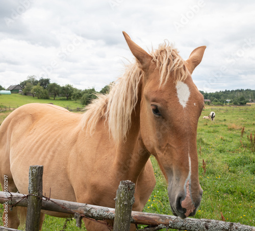 A beautiful red horse with a white spot on its forehead grazes in a meadow. Walking a horse. Close-up.