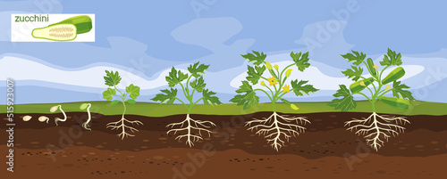 Landscape with life cycle of squash plant. Growth stages from seeding to flowering and fruiting plant with ripe green squash and root system below ground level