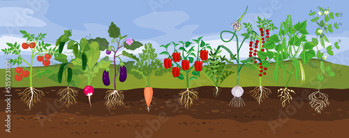 Kitchen garden with different vegetables. Landscape with set of vegetable plants with ripe fruits and root system below ground level. Harvest time photo