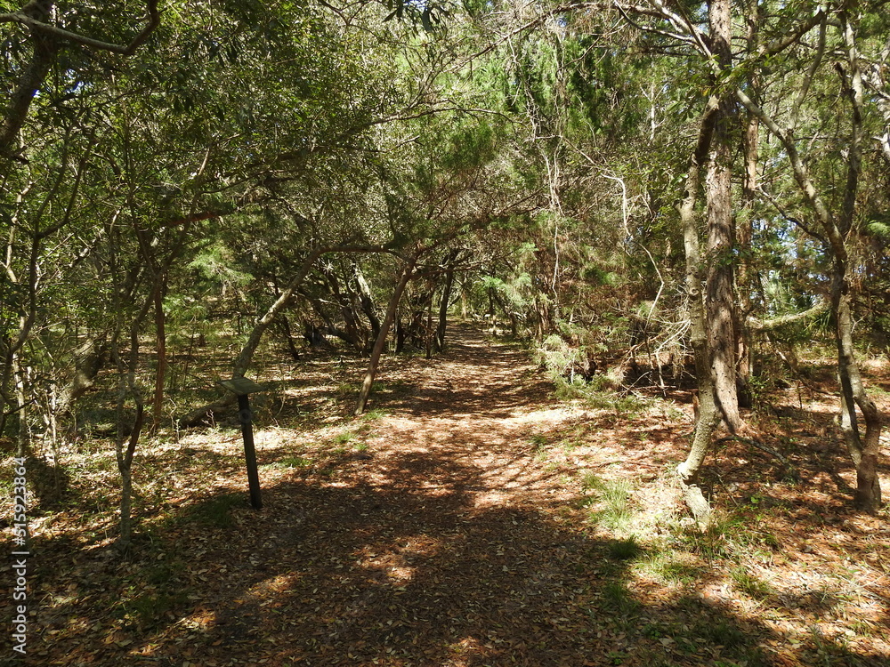 Fototapeta premium Tourist enjoy hiking the Buxton Woods Trail located in the Outer Banks, Cape Hatteras National Seashore, Dare County, North Carolina.