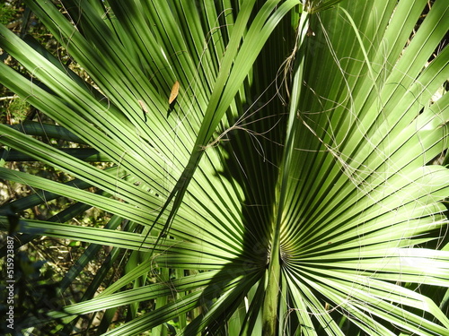 Obraz na plátně Natural texture, dwarf palmetto, Sabal minor, growing wild in the Buxton Woods, Cape Hatteras National Seashore, Dare County, North Carolina