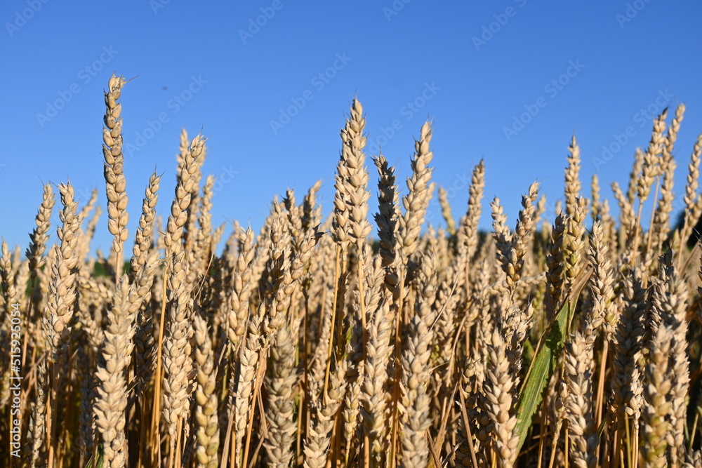 Wheat (Triticum aestivum L.)Golden wheat (Triticum aestivum ) field and blue sky