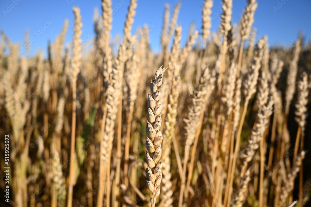 Wheat (Triticum aestivum L.)Golden wheat (Triticum aestivum ) field and blue sky Wheat (Triticum aestivum L.)Golden wheat (Triticum aestivum ) field and blue sky