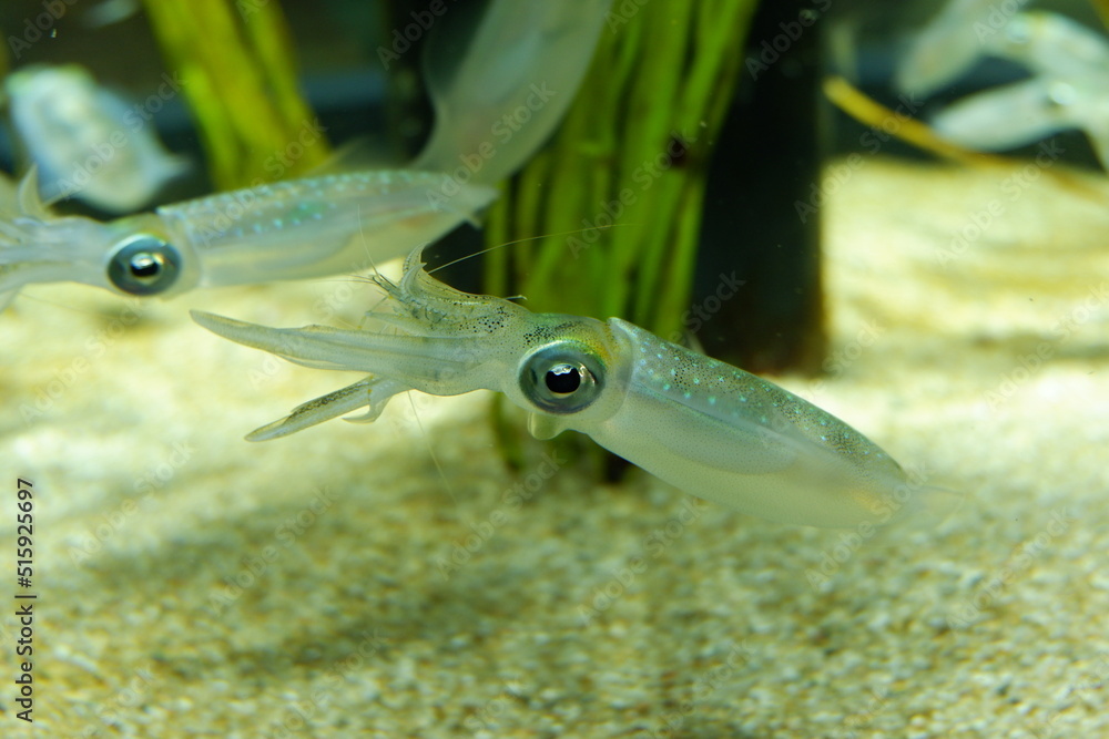 A small squid eating a shrimp A small squid eating a shrimp