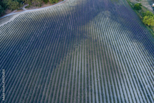 Champ de Lavande à proximité de Forcalquier, lavender field drone view
