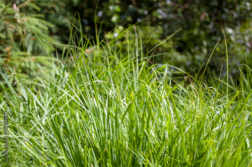 Delikatne trawy pochylone od wiatru rosnące w dużych skupiskach na polanie 