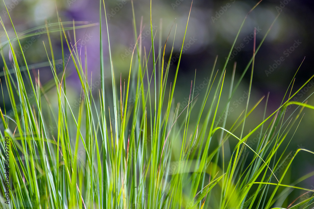Fototapeta premium Motyw roślinny wysoka smukła cienka trawa