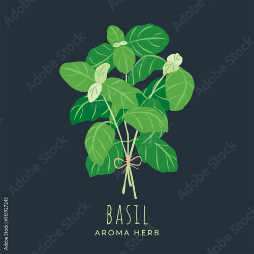 Spring of basil herb. Original, hand-drawn illustrations. Ideal for packaging, cooking, baby products, tea, healthcare, etc. Flower Basil, Ocimum Basilicum. Summer herb.