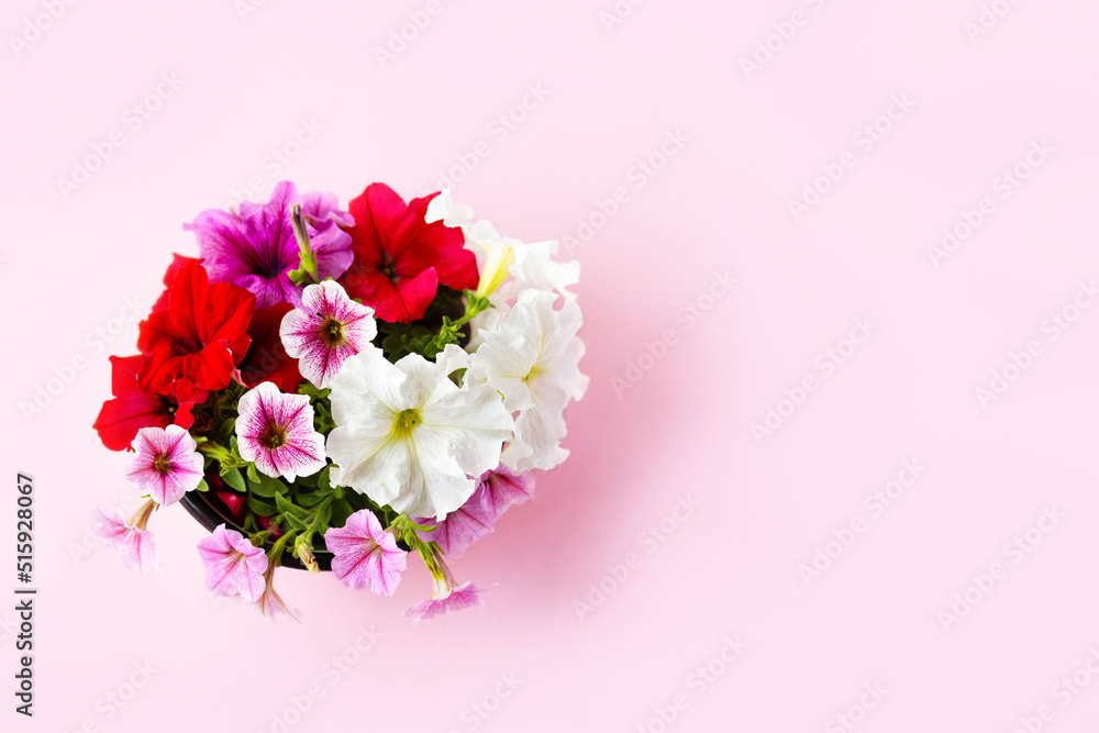 Red, purple, pink and white petunia flowers on a pink background Red, purple, pink and white petunia flowers on a pink background