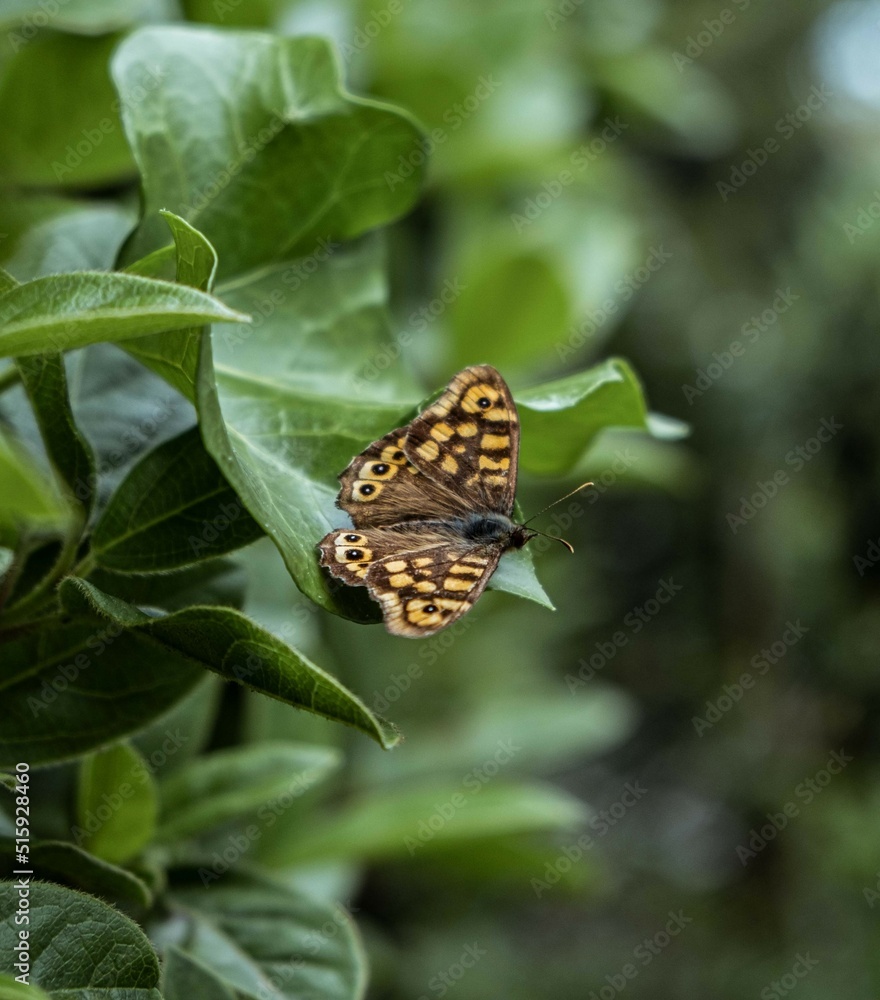 Papillon Papillon