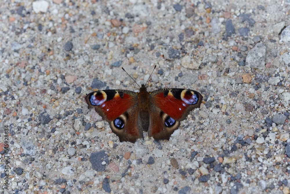 Peacock Butterfly sitting on a sandy road
Peacock Butterfly sitting on a sandy road