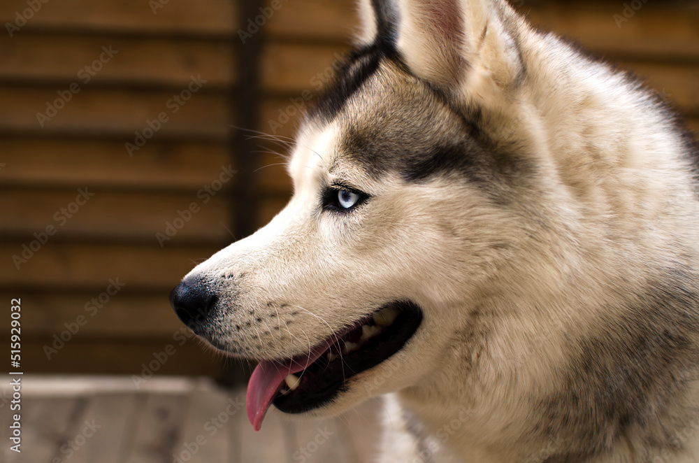 Profile of a Husky dog in close-up. Portrait