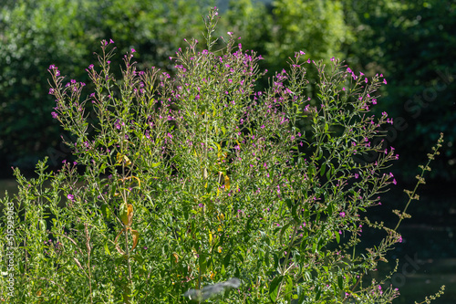 Fototapeta Naklejka Na Ścianę i Meble -  Epilobium hirsutum - Great willow herb - Épilobe à grandes fleurs - Épilobe hirsute