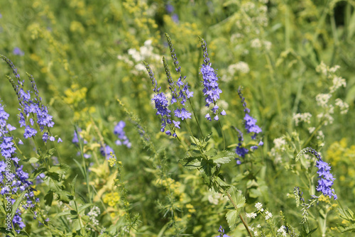 Blue flowers of Saw-Leaved Speedwell (Veronica teucrium) plant in summer meadow