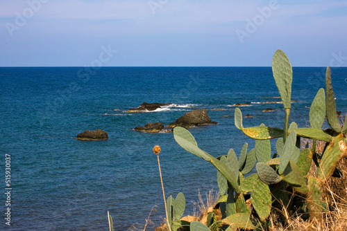 Cactus growing by the sea, Akron Pomos, Paphos District, Cyprus