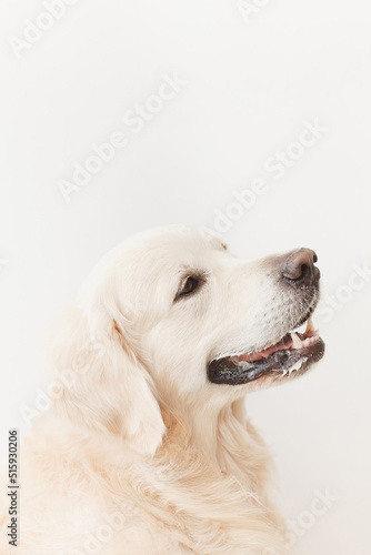 happy golden retriever dog looking up on a white background close up