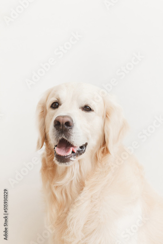 happy golden retriever dog looking at camera on white background closeup © finix_observer