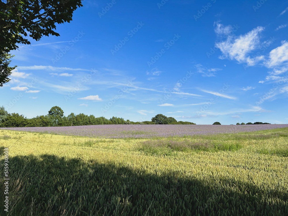 Obraz premium farbige Felder in der Knicklandschaft Schleswig-Holstein 