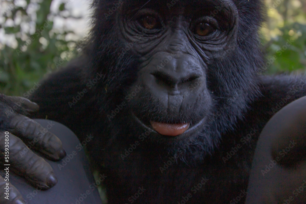© PandaFrog - uganda baby gorilla very close looking between the knees