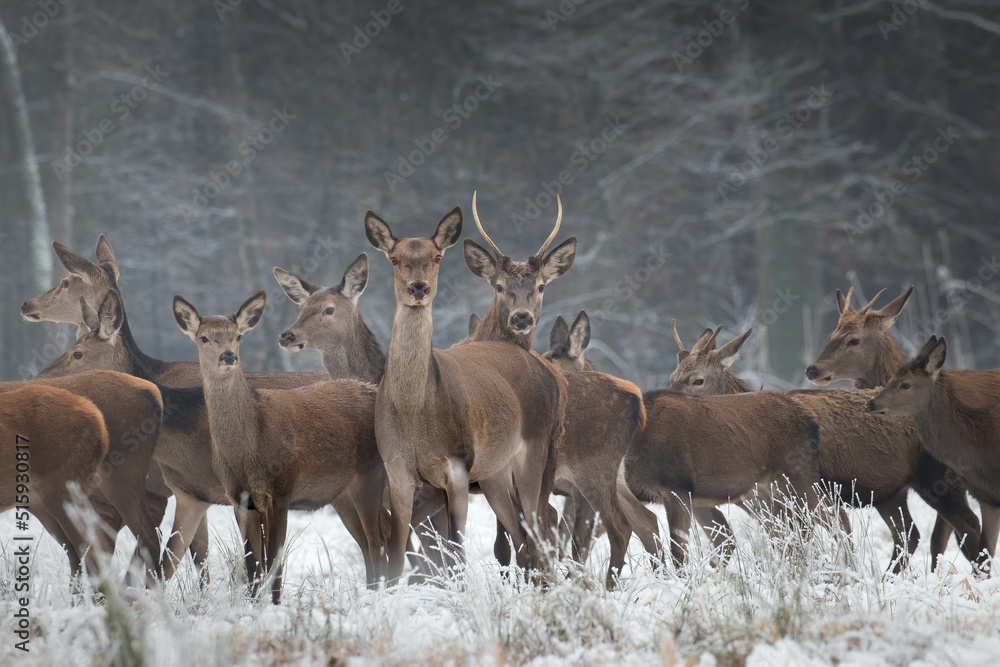Beautiful herd of red deer, Cervus elaphus, on a white meadow in the snow, large forest animals in the game refuge, nature reserve in winter, beautiful snow-covered meadow and wild animals Beautiful herd of red deer, Cervus elaphus, on a white meadow in the snow, large forest animals in the game refuge, nature reserve in winter, beautiful snow-covered meadow and wild animals