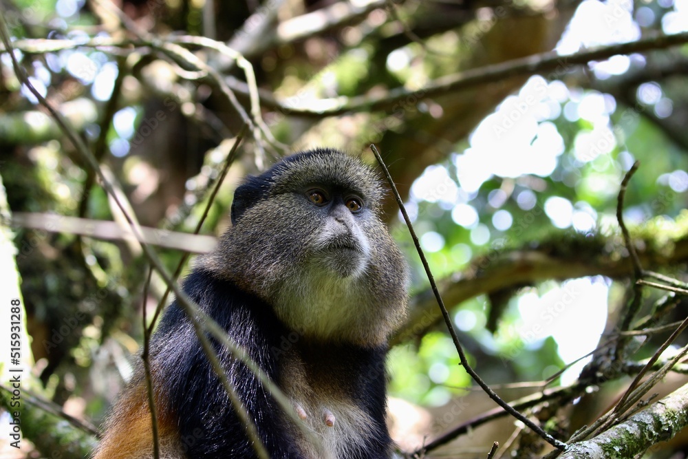 Obraz premium golden monkey in the tree of the jungle in uganda 