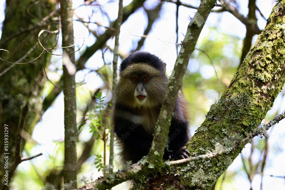 Obraz premium golden monkey in the tree of the jungle in uganda 