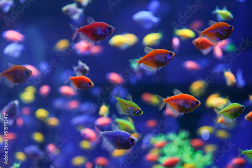 Animals of the underwater sea world. Ecosystem. Colorful tropical fish. Life in the coral reef.