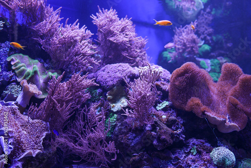 Fototapeta Naklejka Na Ścianę i Meble -  Animals of the underwater sea world. Ecosystem. Colorful tropical fish. Life in the coral reef.