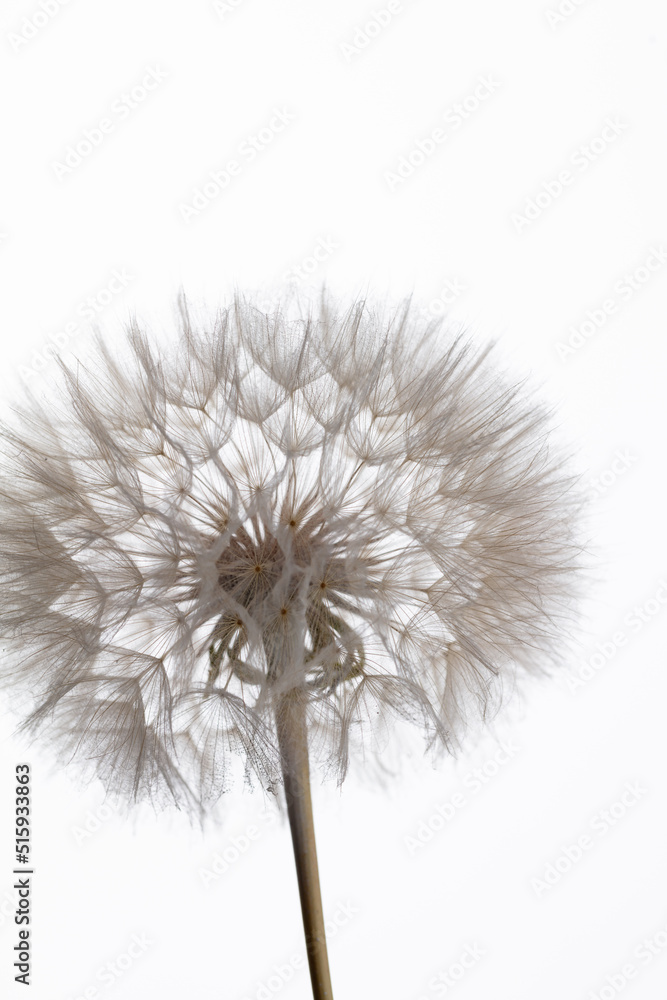 Fototapeta premium Abstract dandelion macro flower background. Seed macro closeup. Soft focus