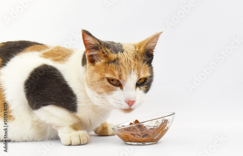 cat eats wet food photo