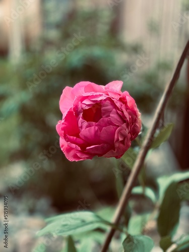 Peony
