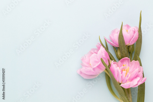 Pink tulip flower on pastel background. © gitusik