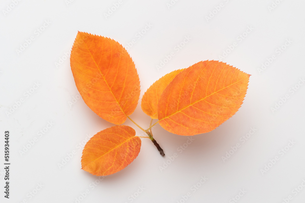 Naklejka premium Autumn maple leaves isolated on white background.