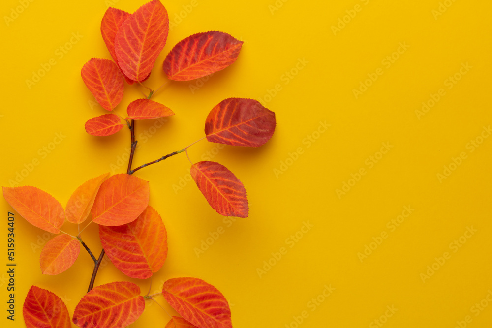 Obraz premium Autumn maple leaves isolated on white background.