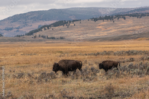 Buffalo in Yellowstone National Park.