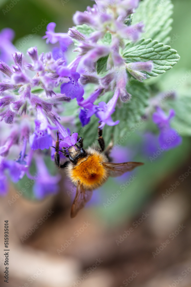 A bumblebee feeding on Fireweed flowers A bumblebee feeding on Fireweed flowers