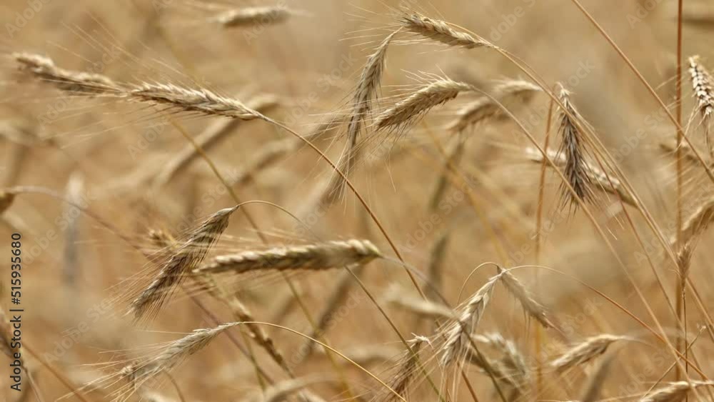 Wheat field, golden ears of wheat swaying from the wind. View of ripening wheat field at summer day. Agriculture industry in Ukraine. famine in the world. Russia war in Ukraine. Wheat field, golden ears of wheat swaying from the wind. View of ripening wheat field at summer day. Agriculture industry in Ukraine. famine in the world. Russia war in Ukraine.