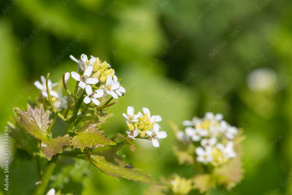 Garlic mustard (alliara petiolata) flowers in bloom Garlic mustard (alliara petiolata) flowers in bloom