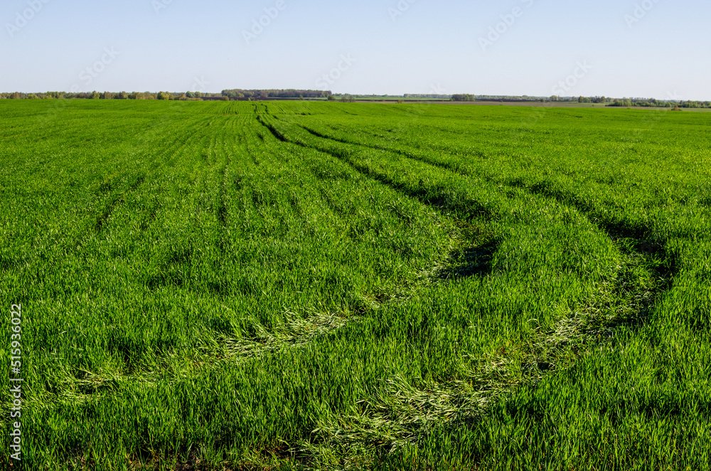 Feeding wheat with nitrogen fertilizers to increase wheat yield. Traces from a tractor on wheat. The problem of soil compaction in the field. Feeding wheat with nitrogen fertilizers to increase wheat yield. Traces from a tractor on wheat. The problem of soil compaction in the field.