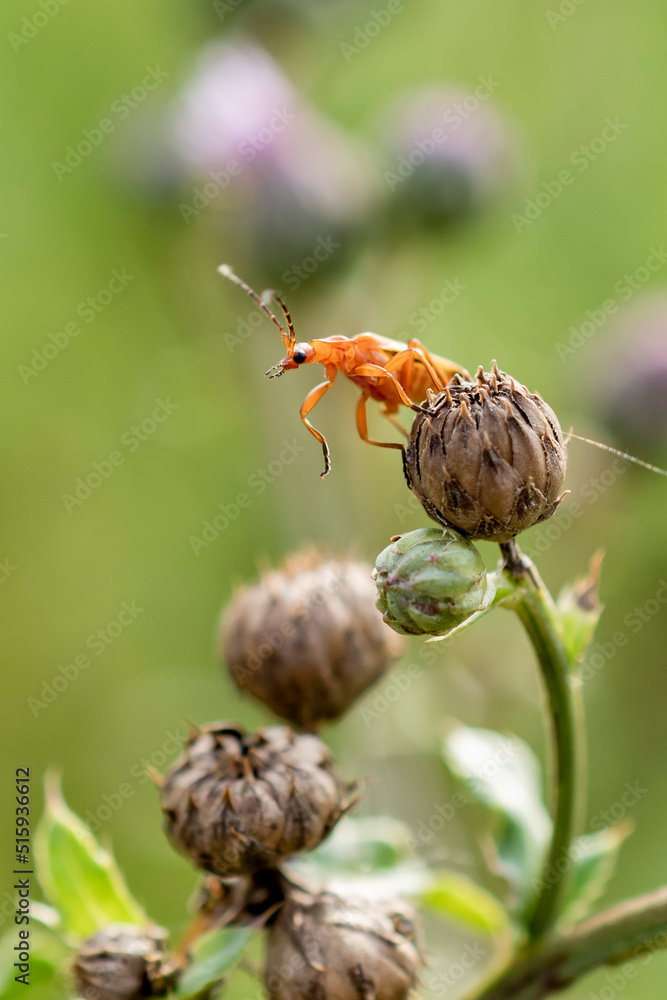 pomarańczowy robak skacze z kwiatka - obrazy, fototapety, plakaty 