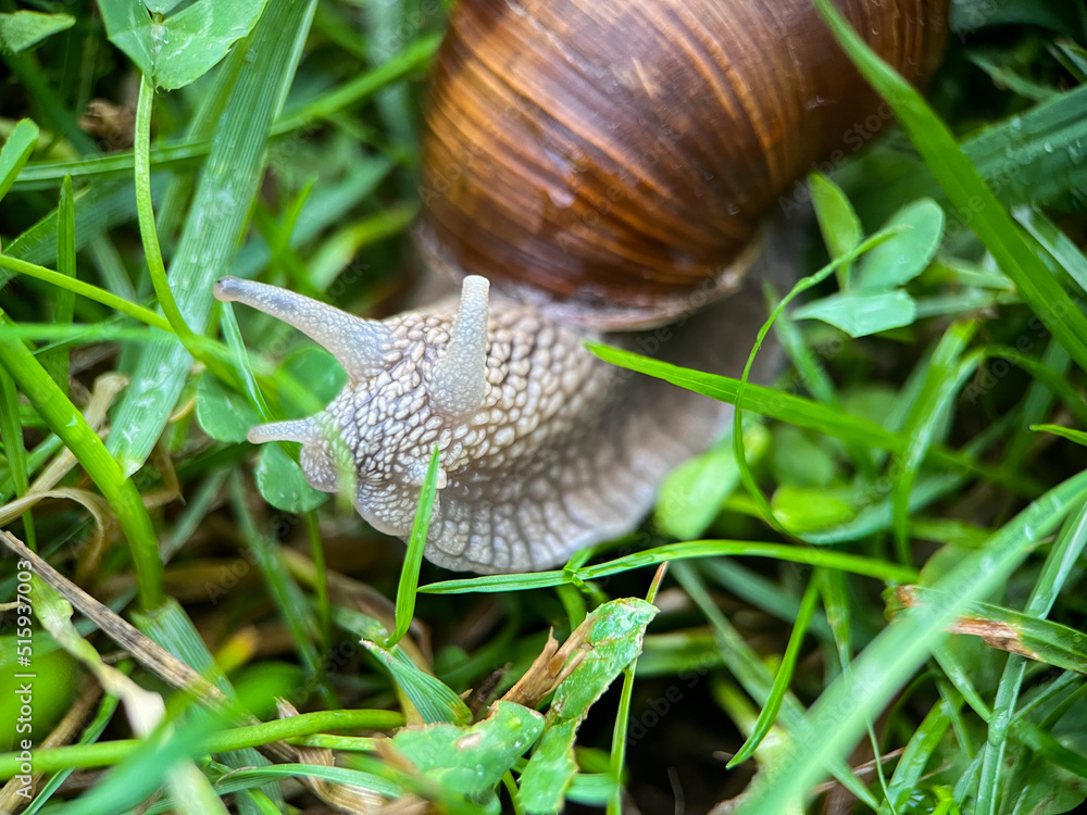 Macrophotography of a grape snail (Latin Helix pomatia). The grape snail is a terrestrial gastropod mollusk of a subclass of pulmonary snails of the family Helicidae Macrophotography of a grape snail (Latin Helix pomatia). The grape snail is a terrestrial gastropod mollusk of a subclass of pulmonary snails of the family Helicidae