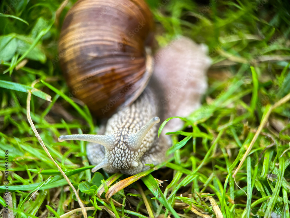 Macrophotography of a grape snail (Latin Helix pomatia). The grape snail is a terrestrial gastropod mollusk of a subclass of pulmonary snails of the family Helicidae Macrophotography of a grape snail (Latin Helix pomatia). The grape snail is a terrestrial gastropod mollusk of a subclass of pulmonary snails of the family Helicidae