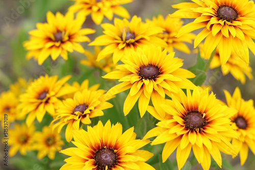 Rudbeckia with yellow flowers blooms in the garden in summer. Rudbeckia bicolor. Yellow and orange black-eyed or African daisy flower with green background . Rudbeckia hirta. Beauty in nature. 