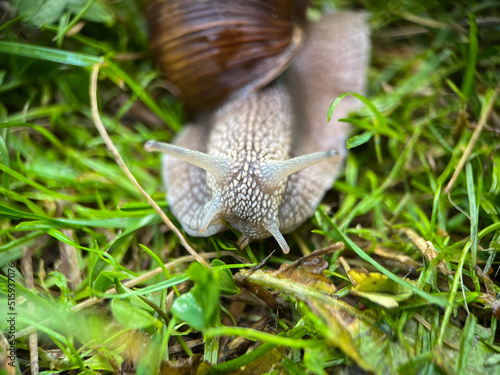 Macrophotography of a grape snail (Latin Helix pomatia). The grape snail is a terrestrial gastropod mollusk of a subclass of pulmonary snails of the family Helicidae