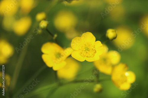 Yellow Buttercup growing in forests and high mountains in spring. The buttercup, which has a wonderful appearance, is actually a kind of poisonous flower. 