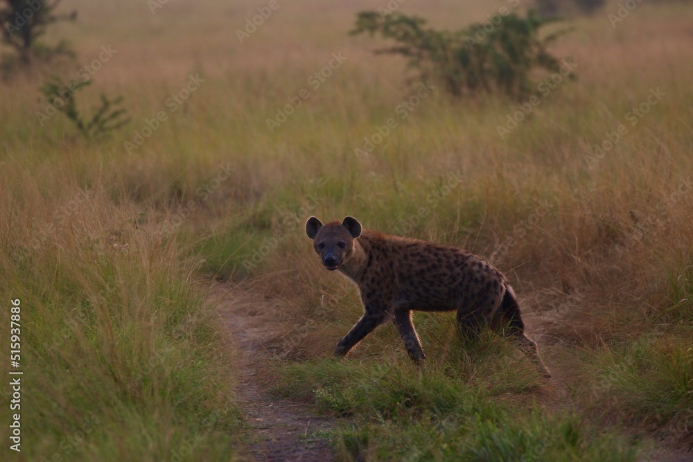 heyana in the savannah in uganda heyana in the savannah in uganda